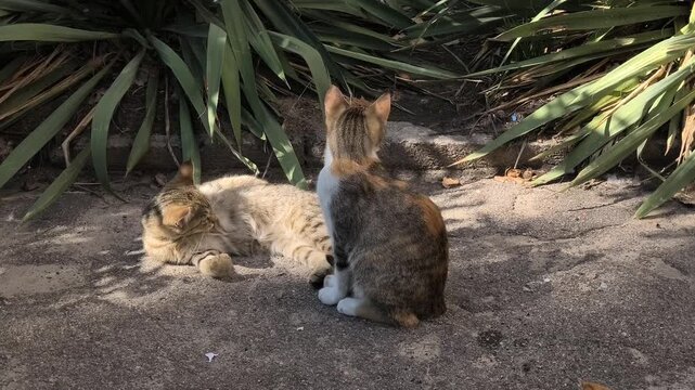Three cats rest on a sunlit patch of ground surrounded by green plants. Two tabby cats are curled up together, while a white cat stands nearby. A peaceful moment in a natural outdoor setting.