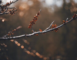 Autumn leaves on the tree