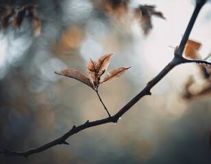 Autumn leaves on the tree