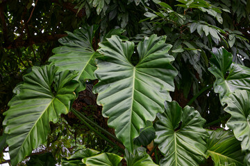 Full frame shot of  Philodendron leaves growth on tree trunk
