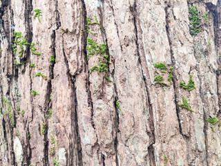 Close-up of rough tree bark texture with natural cracks, earth tones, and mossy green patches in the forest.