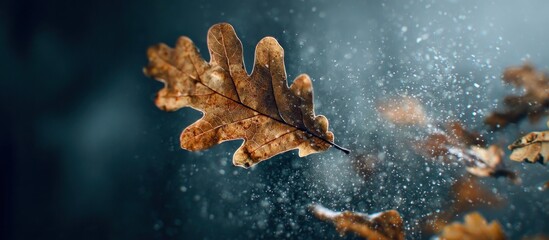 Autumn leaf suspended mid-air with water droplets and dark background