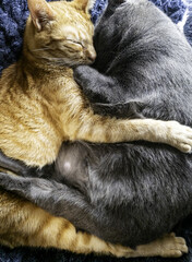 Cats hugging each other
