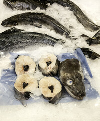 Hake in a fishmonger
