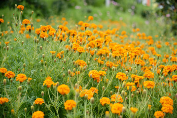 yellow marigold flowers in the garden with soft background