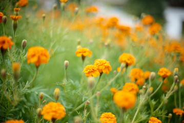 yellow marigold flowers in the garden with soft background