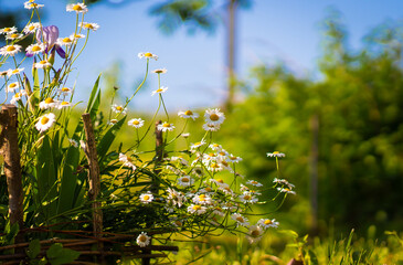 Full bloom of chamomile flowers garden camomile.