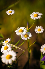 Fototapeta premium Full bloom of chamomile flowers garden camomile.
