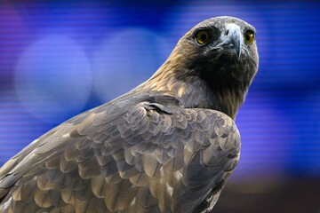 Team bird, Eagle at Deutsche Bank Park