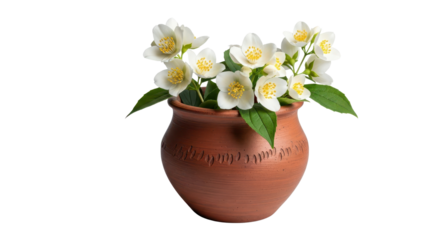 Rustic Terracotta Clay Pot with Fresh White Jasmine Flowers isolated PNG with Transparent Background