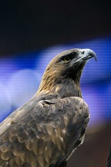 Team bird, Eagle at Deutsche Bank Park