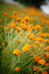 yellow marigold flowers in the garden with soft background