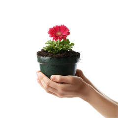 Hands Holding Flower Pot transparent background png