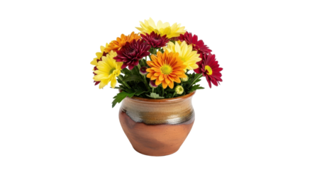 Colorful Autumn Chrysanthemum Flowers in Rustic Clay Pot isolated PNG with Transparent Background
