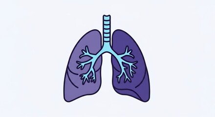 Illustration of lungs anatomy