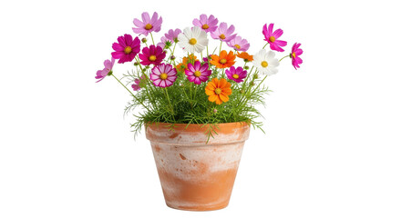 Cosmos flowers in a terracotta pot isolated PNG with Transparent Background