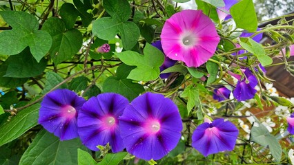 Purple and pink morning glory flowers blooming on green vine, close-up in natural garden setting. Vibrant colors, heart-shaped leaves, floral macro, outdoor ornamental plant.