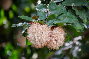 Close-up of blooming Cynometra browneoides flowers hanging on branches, also known as handkerchief tree, a tropical legume tree valued for its unique pods, ornamental beauty, and ecological benefits.