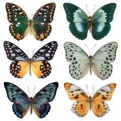Obraz premium Collection of six colorful illustrated butterfly specimens isolated on transparent background.
