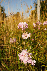 groszek szerokolistny, lathyrus latifolius l., łąka