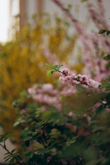 autumn in the forest