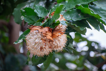 Cynometra browneoides tree with clusters of distinctive flowers, also known as handkerchief tree, showcasing its ornamental foliage and importance as a native species in tropical landscapes.