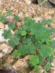 Leaf Clover