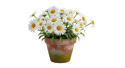 Daisy flowers in pot isolated PNG with Transparent Background