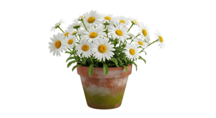 Daisy flowers in pot isolated PNG with Transparent Background