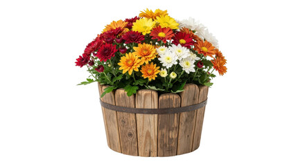 Bouquet of colorful chrysanthemum flowers in wooden pot isolated PNG with Transparent Background