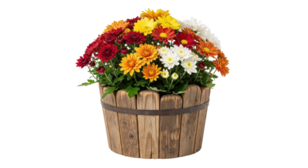 Bouquet of colorful chrysanthemum flowers in wooden pot isolated PNG with Transparent Background