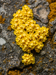 foliose lichen on stone