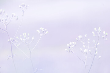 Beautiful blurred background nature in pastel colors with a soft focus of blue shades. fresh wallpaper concept, among green leaves and other blossom blur background.	