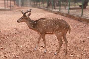 Portrait of a Deer in National Park – Anagodu Davangere, Karnataka Wildlife