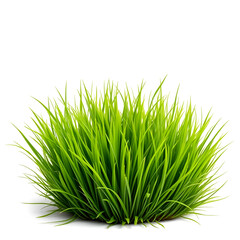 Lush green grass tuft isolated on a white background.PNG