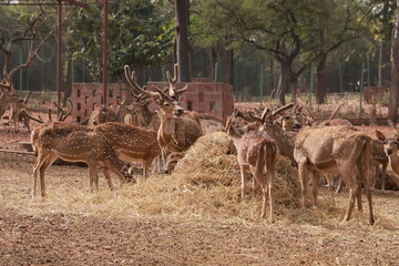 Group of Deer in National Park – Anagodu Davangere, Karnataka Wildlife