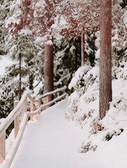 Snowy path in a forest. the path is covered in a thick layer of snow and is surrounded by trees and bushes. the trees are covered in snow and the ground is also blanketed in a layer of white.
