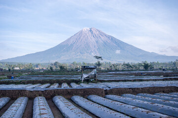 Farmland with Mount Semeru in the background, prepared with evenly spaced soil ridges wrapped in plastic mulch, a modern farming method to conserve moisture and optimize crop planting.