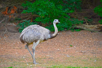 Rhea is&nbsp;a large, flightless South American bird Rhea is&nbsp;a larg