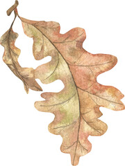 Autumn oak leaf, fallen, multicolored. 