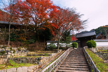 path to gate of Hasedera Temple with red maple leaf, Sakurai, Nara