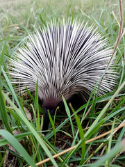 Australian echidna monotreme animal in long grass searching for termites