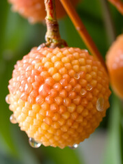 A ripe lychee glistening with moisture with dew and water droplets in the air. Fresh, juicy lychee with shiny skin reflects water droplets. Lychee in the fullness of nature.