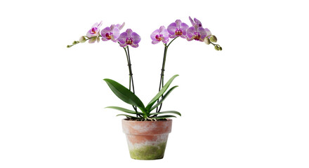 Potted phalaenopsis orchid plant with pink flowers isolated PNG with Transparent Background