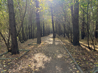 Autumn forest landscape in Siberia