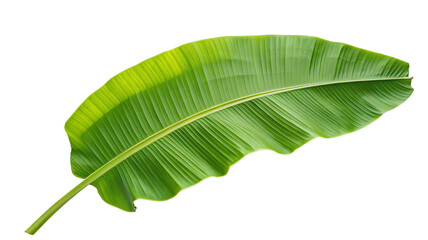 Tropical banana leaf isolated on white background for natural tropical design and decoration