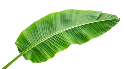Tropical banana leaf isolated on a white background with vibrant colors and detailed texture view