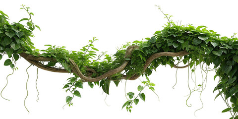 Lush green jungle vine with leaves isolated on transparent background in natural foliage scene