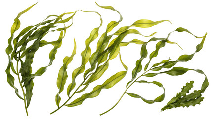 Green and natural seaweed isolated on black background perfect for design and art inspiration