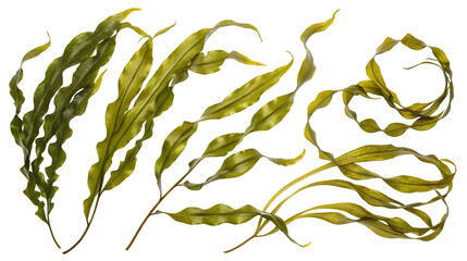 Realistic seaweed illustration displaying vibrant kelp leaves against dark water background
